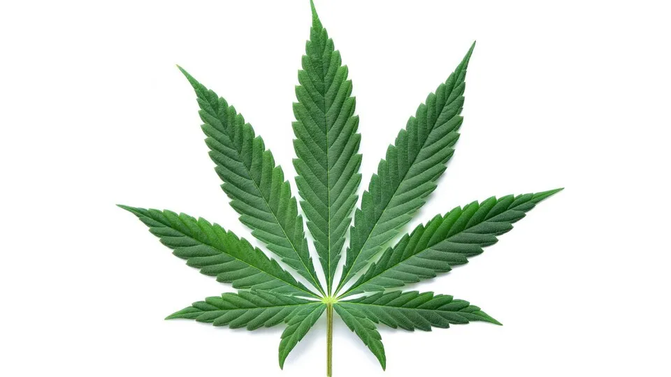 Cannabis ist in Deutschland entkriminalisiert. Auf dem Bild ist ein Blatt einer Hanfpflanze zu sehen, gemeinhin als Erkennungsmerkmal für Cannabis bekannt, obwohl die Blätter selbst gar nicht konsumiert werden. (Symbolbild)