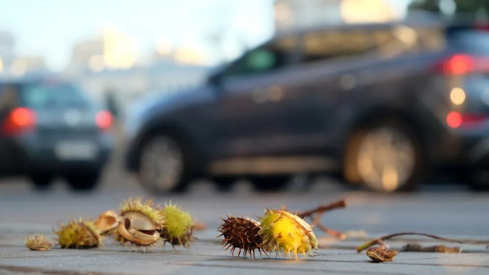Im Herbst fallen Kastanien und Nüsse von Bäumen und können dabei Autos beschädigen, was unnötige Kosten verursachen kann.
