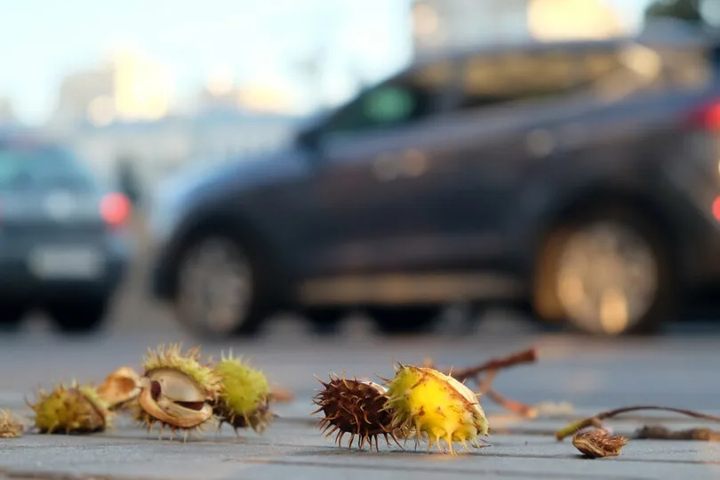 Im Herbst fallen Kastanien und Nüsse von Bäumen und können dabei Autos beschädigen, was unnötige Kosten verursachen kann.