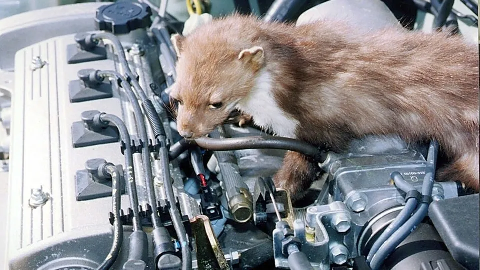 Fahrzeugschäden durch Nagetiere: Vorsicht, bissig!